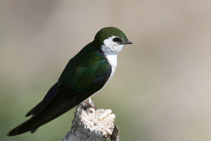 Green and white bird perched on a branch