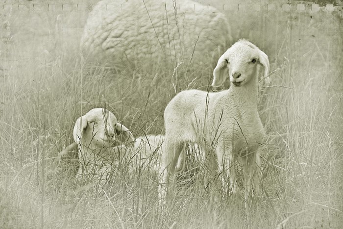 Two lambs in tall grass with a sheep in the background