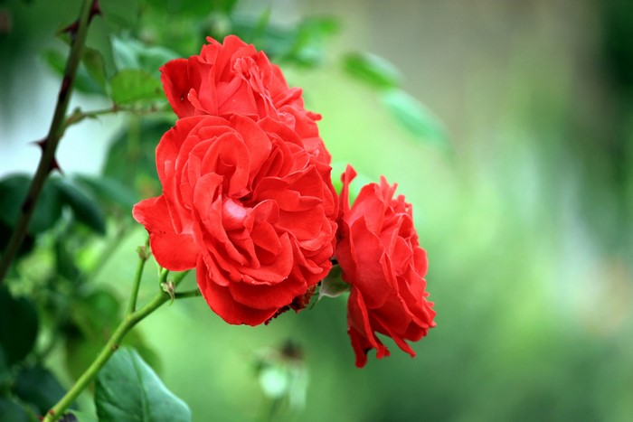 Red Roses on a Stem