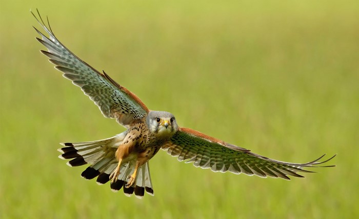 A kestrel in flight against a green background
