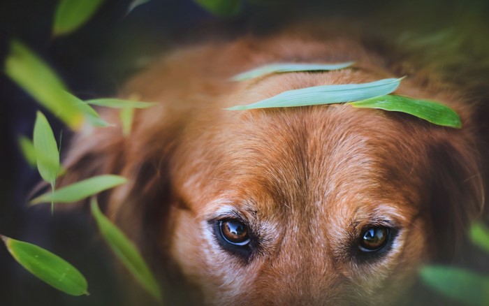 Golden Retriever dog with green leaves