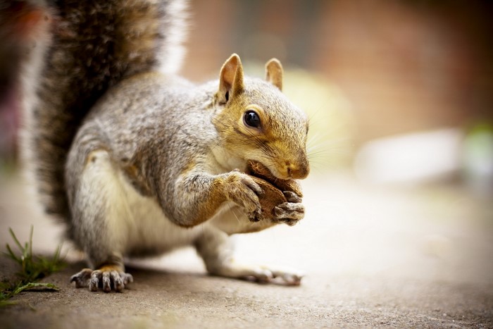Squirrel eating a nut
