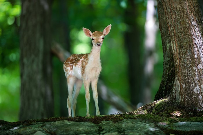 Fawn standing in a forest