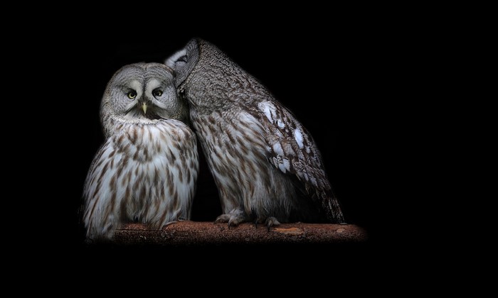 Two Great Grey Owls on a branch