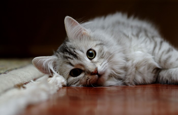 A fluffy silver tabby kitten lying on the floor