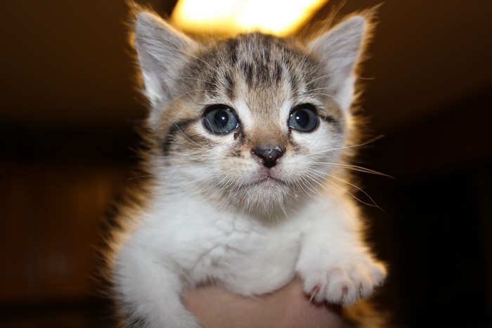 Close-up of a Tabby Kitten