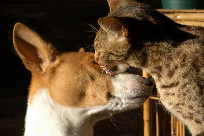 Cat licking a dog's face
