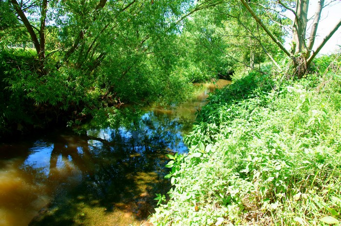 A narrow river flows through a lush green forest