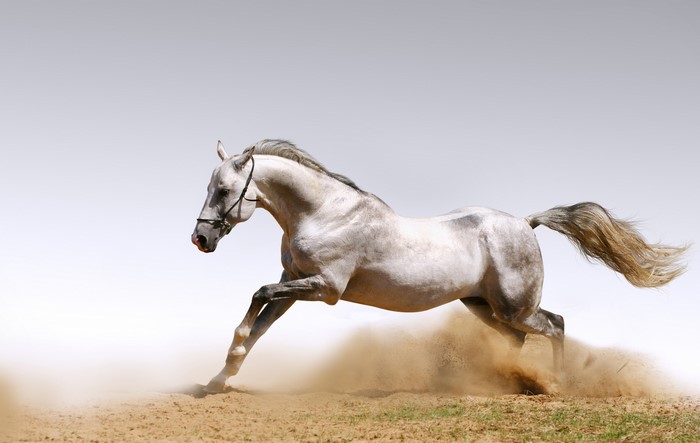 A white horse running through sand