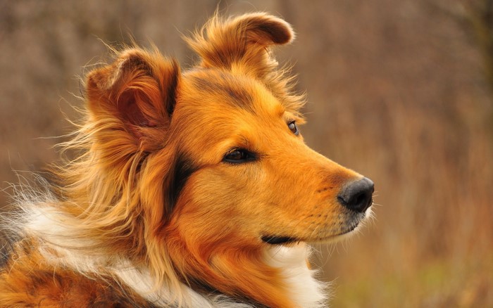 Close-up of a Collie dog's head