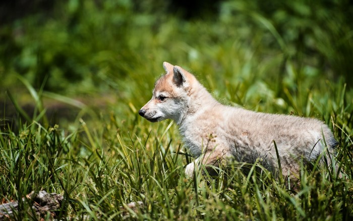 Wolf puppy in tall green grass