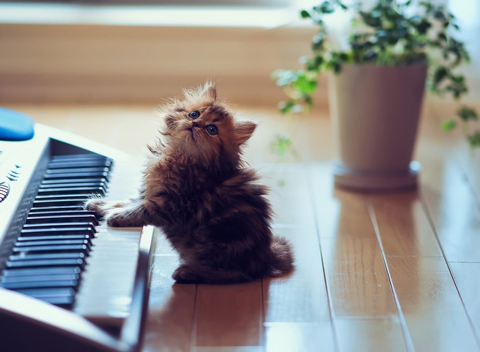 Fluffy kitten playing on a keyboard