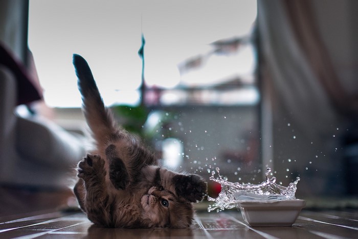 Kitten playing with water