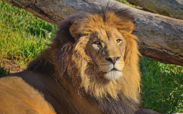 Lion with a mane lying on grass near a log