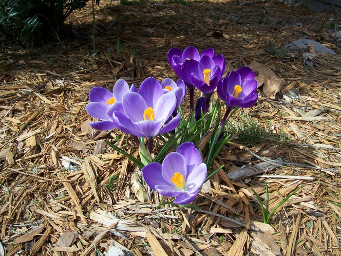 Purple Crocuses blooming in mulch
