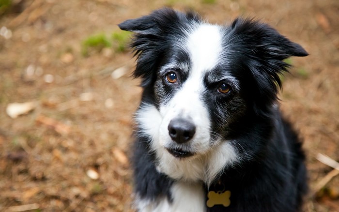 Border Collie dog with a yellow tag