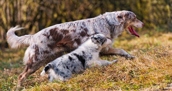 4K Australian Shepherd Dogs Playing