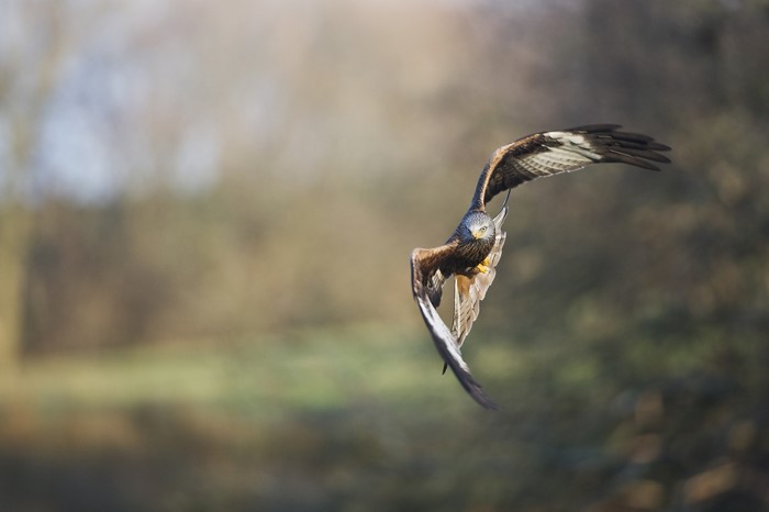 Red Kite bird in flight