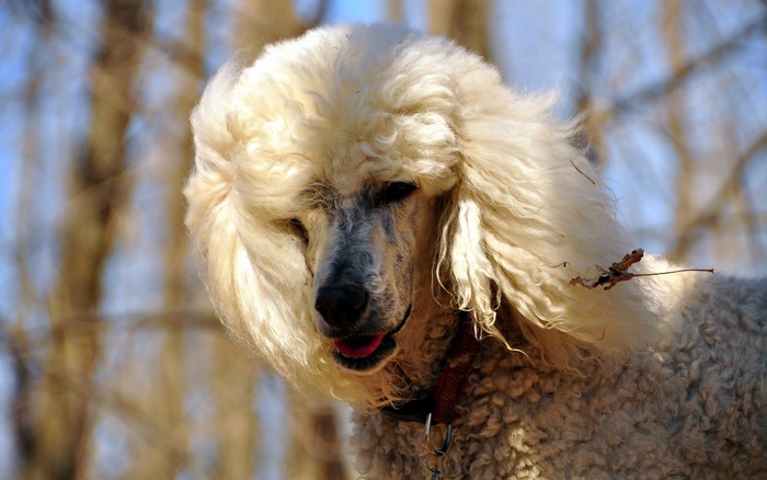 Close-up of a white poodle with curly fur