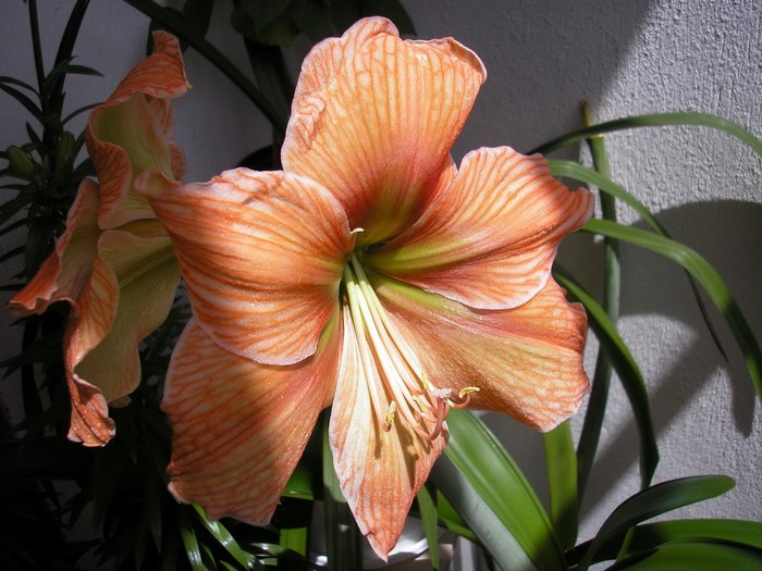 Orange Amaryllis Flower