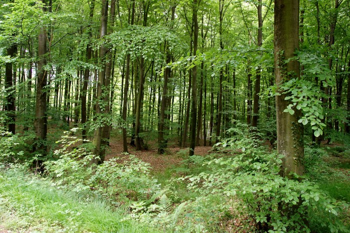 A dense forest with tall trees and green foliage