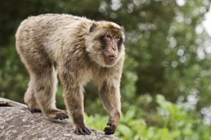 A Barbary macaque walks on a rock