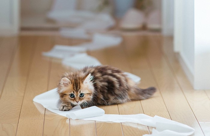 Kitten playing with toilet paper