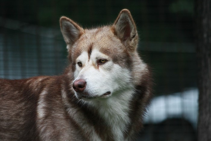 Husky dog with brown and white fur