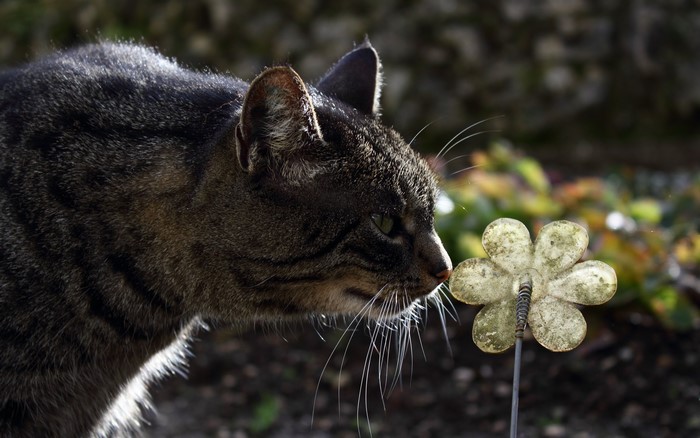 Tabby cat sniffing a decorative flower