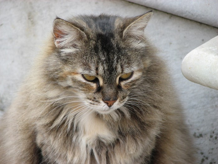 A fluffy tabby cat with yellow eyes