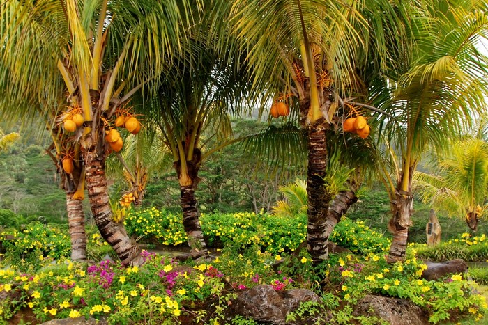 Coconut trees with yellow and pink flowers in a garden