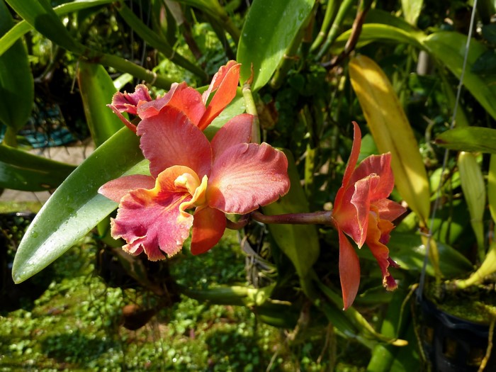Orange and pink Cattleya orchid flowers