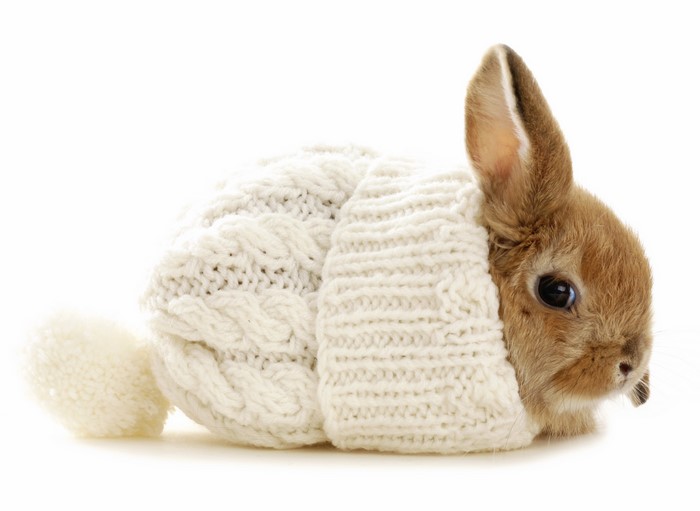 A small brown rabbit wearing a white knitted sweater