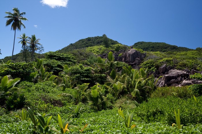Tropical island with palm trees and rocky hills