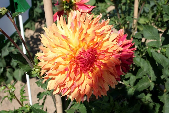 Orange and red dahlia flower