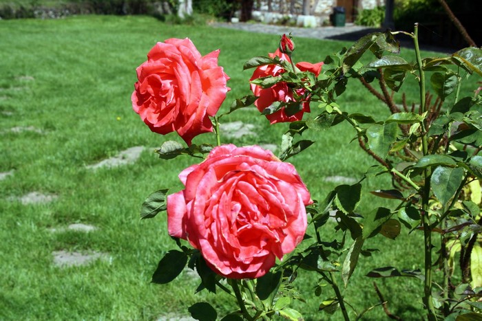 Pink roses in a garden