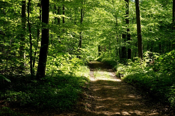 A sun-dappled forest path