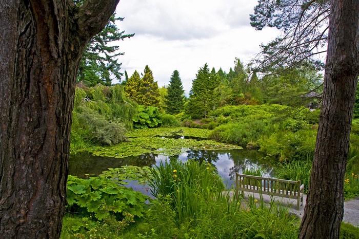 Garden pond with lily pads and a wooden bench