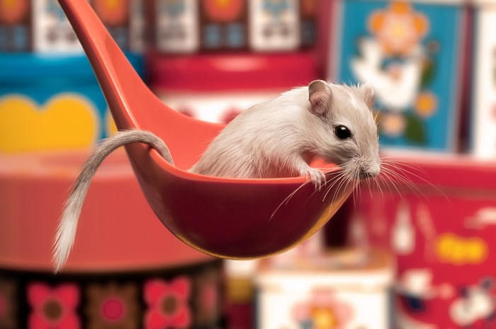 Gerbil in a red spoon