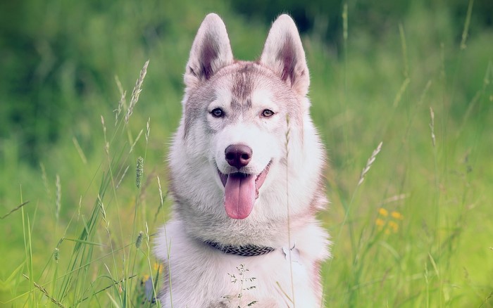 Husky dog sitting in tall green grass