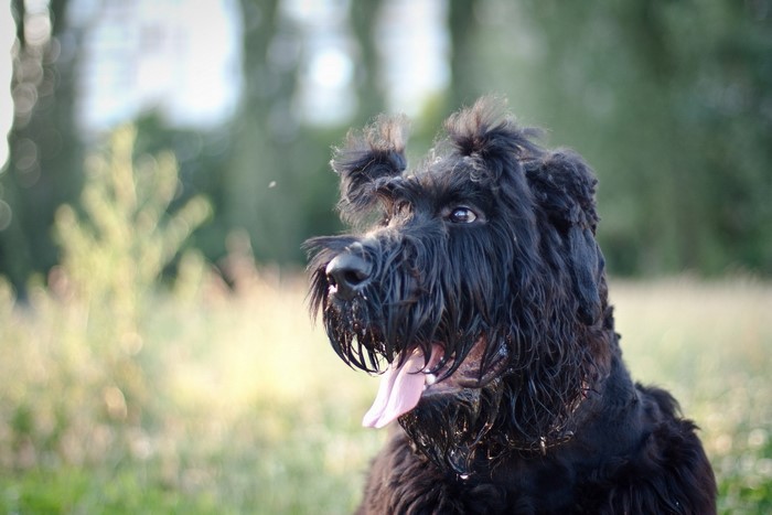 Black Giant Schnauzer dog with tongue out