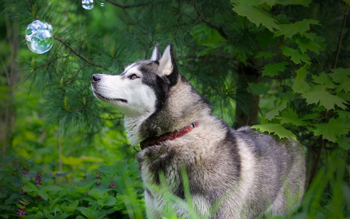 Husky dog looking at bubbles in a forest