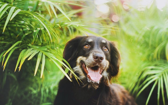 A happy dog peeking through green leaves