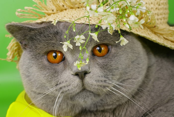 British Shorthair cat wearing a straw hat with flowers
