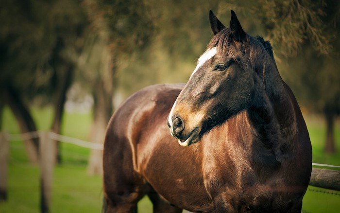 Brown horse with white blaze on face