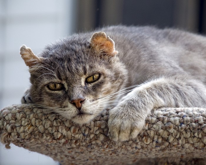 A gray tabby cat rests on a scratching post