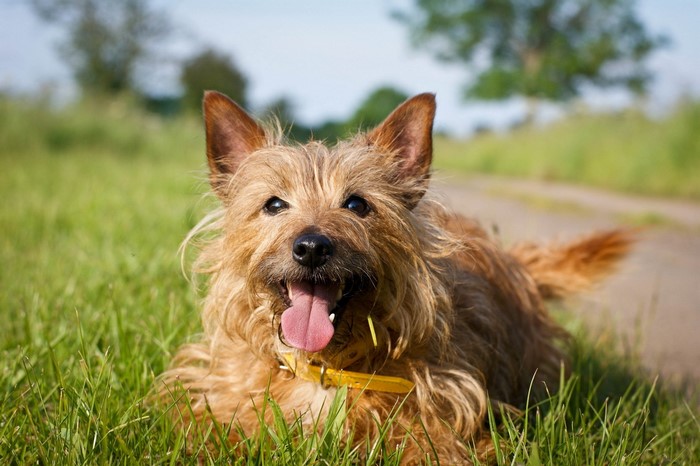 Norwich terrier dog lying in grass