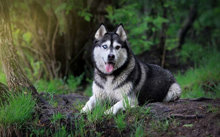 Husky dog with heterochromia in a forest