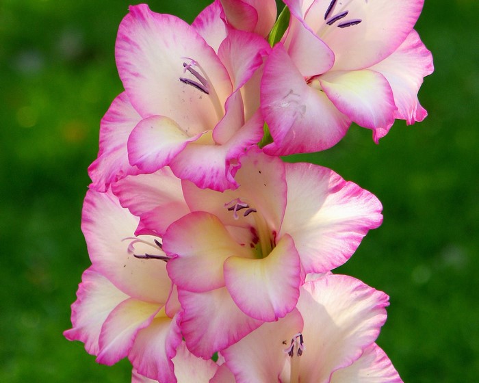 Pink and white gladiolus flowers