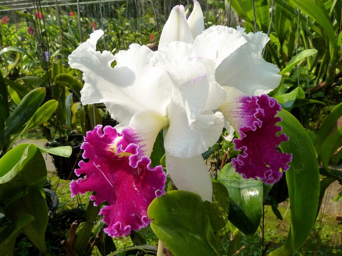 White and purple Cattleya orchid flower